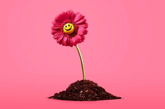 pink daisy with a yellow smiley face ball at the center growing out of a small pile of soil on pink background