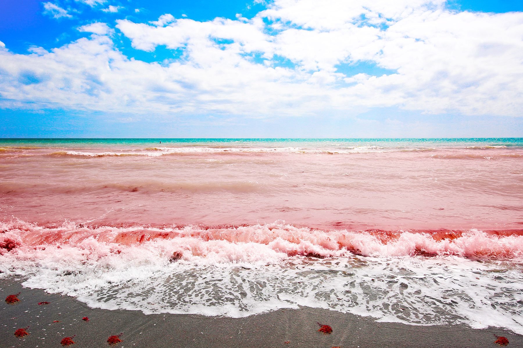 stemme Tilføj til Kilde If You See Red Ocean Water, This Is What It Means | Reader's Digest