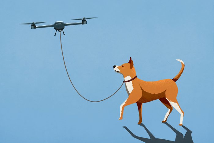 Drone Taking Dog For Walk On Leash