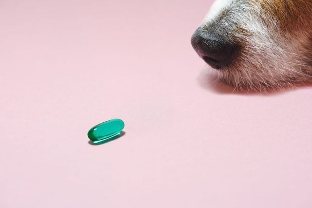 Senior Dog Looking At Pill As Healthcare And Wellness Of Domestic Animals