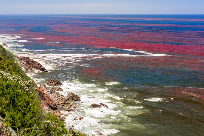 Harmful Algal Bloom makes red tide visible from rock overlook