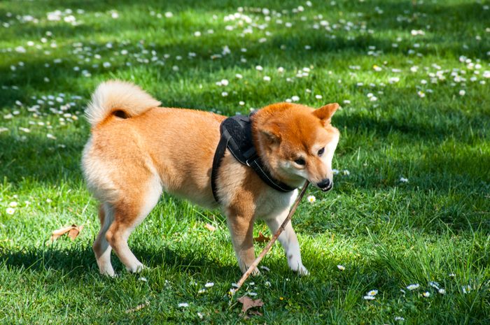 Female Shiba Inu playing with a stick in dappled sunlight on a green grass with white daisies background in springtime, El Buen Retiro Park, Madrid, Spain, Europe.