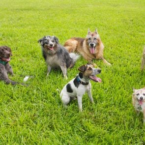 Six dogs in a dog park, United States