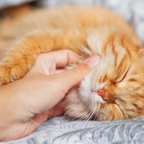 Woman strokes cute ginger cat sleeping in bed. Fluffy pet has a nap with pleasure. Cozy morning bedtime.