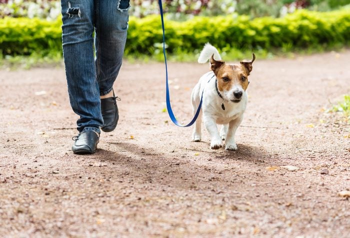 Dog on lead and owner walking quickly through park alley during obedience training class