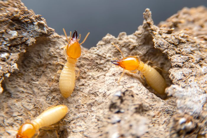 Termites in the nest on a white background