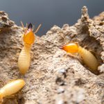This Is the Most Termite-Infested City in America