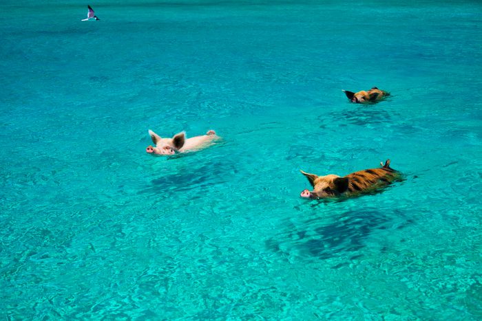 Swimming pigs swim out to boat of tourists in Exumas Land and Sea Park, trying to grab few free snacks.