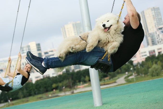 Young Adult Man Playing With Samoyed Dog And Swinging At The Chain Swing Together