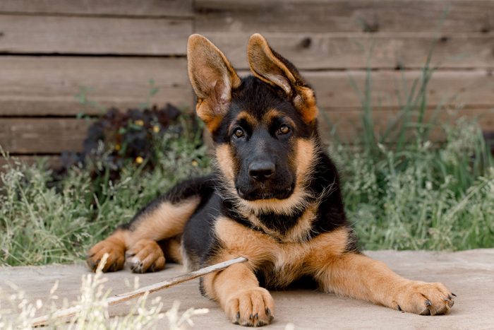 A purebred German Shepherd puppy lies on the sidewalk against a wooden wall. ears to the side.looking into the camera