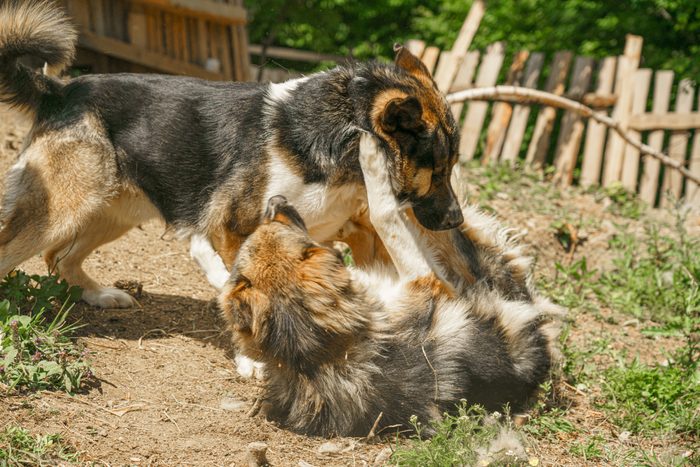 Two shepherd dogs fight on the farm