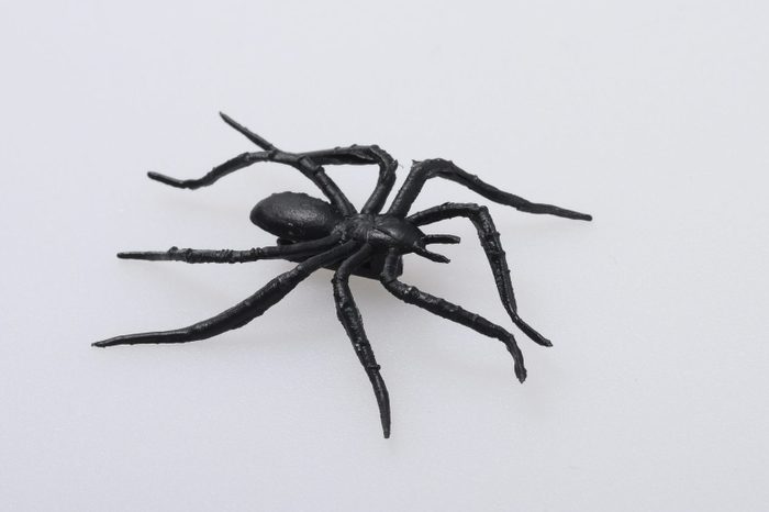 Halloween black spider