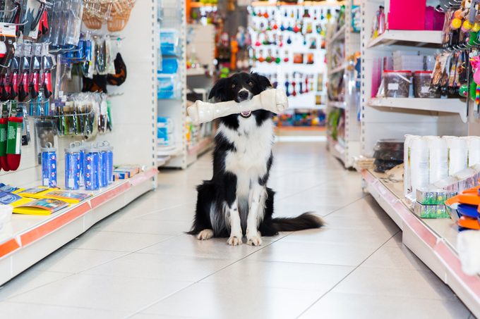 Cute Border Collie with big pet bone in pet store
