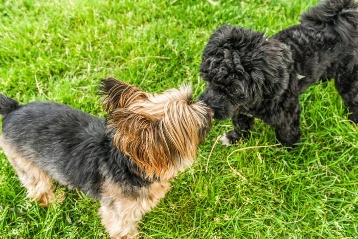 Yorkie and black dog touching noses in park