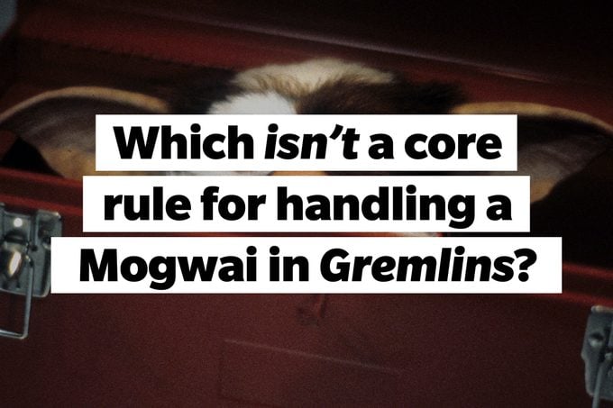 Still from Gremlins, TEXT: Which isn't a core rule for handling a Mogwai in Gremlins?
