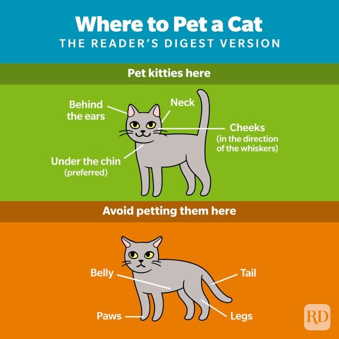 Where To Pet A Cat Infographic