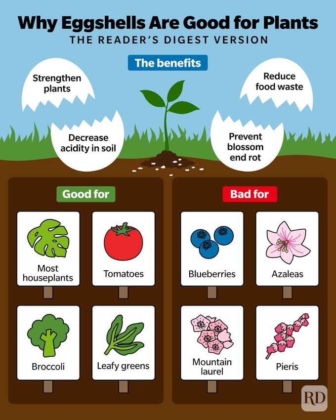 Why Eggshells Are Good For Plants Infographic