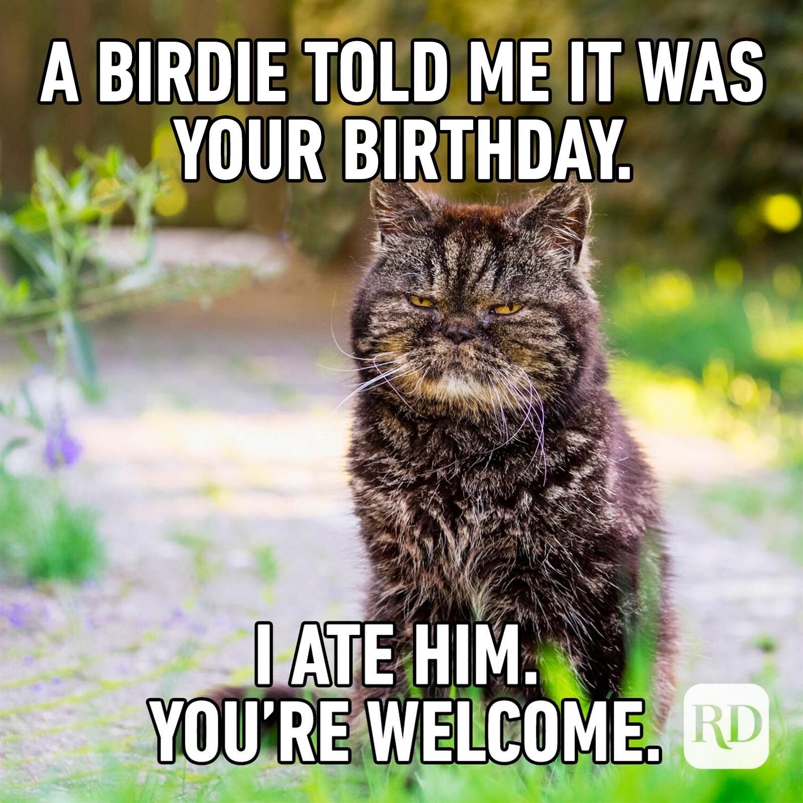 52 Funny Birthday Memes That Will Make Anyone Smile on Their Big Day