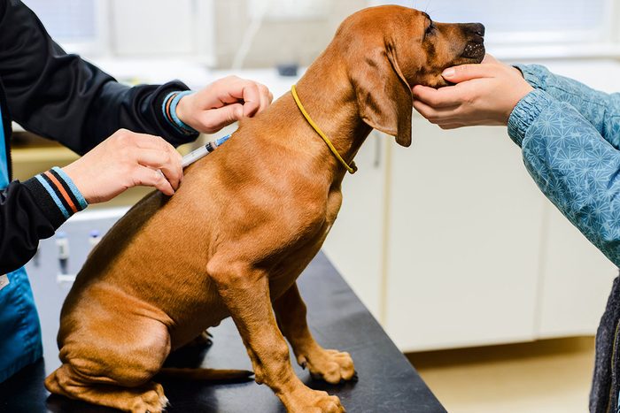 Rhodesian Ridgeback Puppy Second Vaccination In Vet Clinic