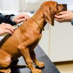 Canine Parvovirus Is on the Rise—Here’s What You Need to Know