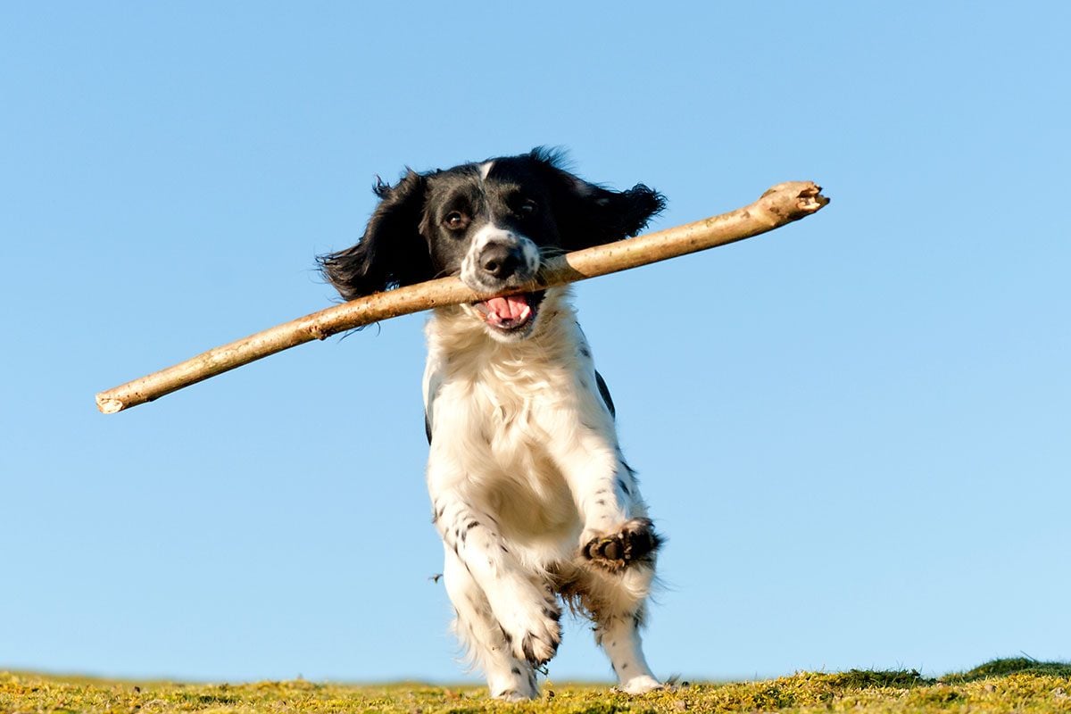 Spaniel Puppy Retrieves a Stick on a Sunny Day
