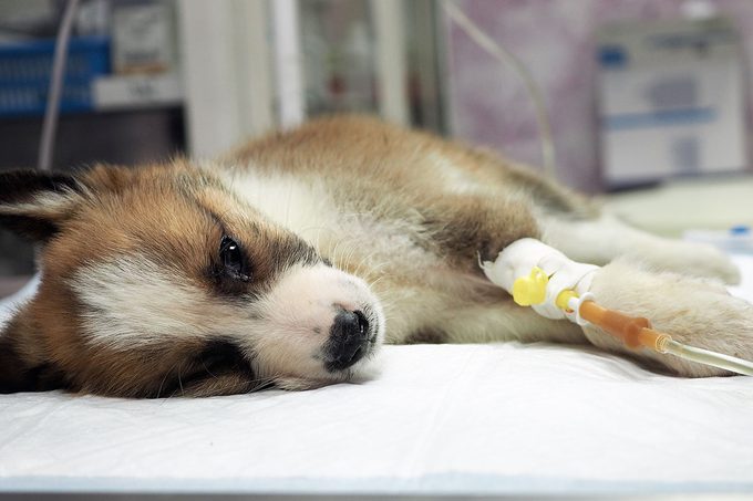 Illness Puppy With Intravenous Anything On The Operating Table In A Veterinary Clinic