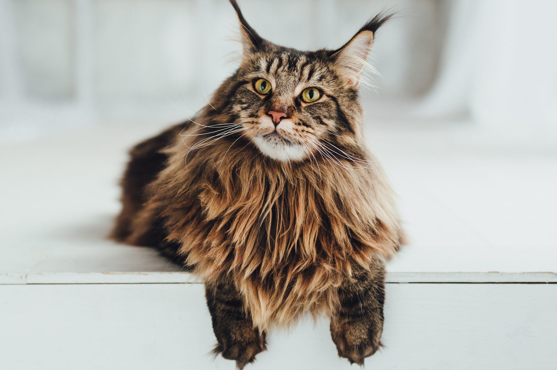 8 Fluffy Cat Breeds to Snuggle Up With
