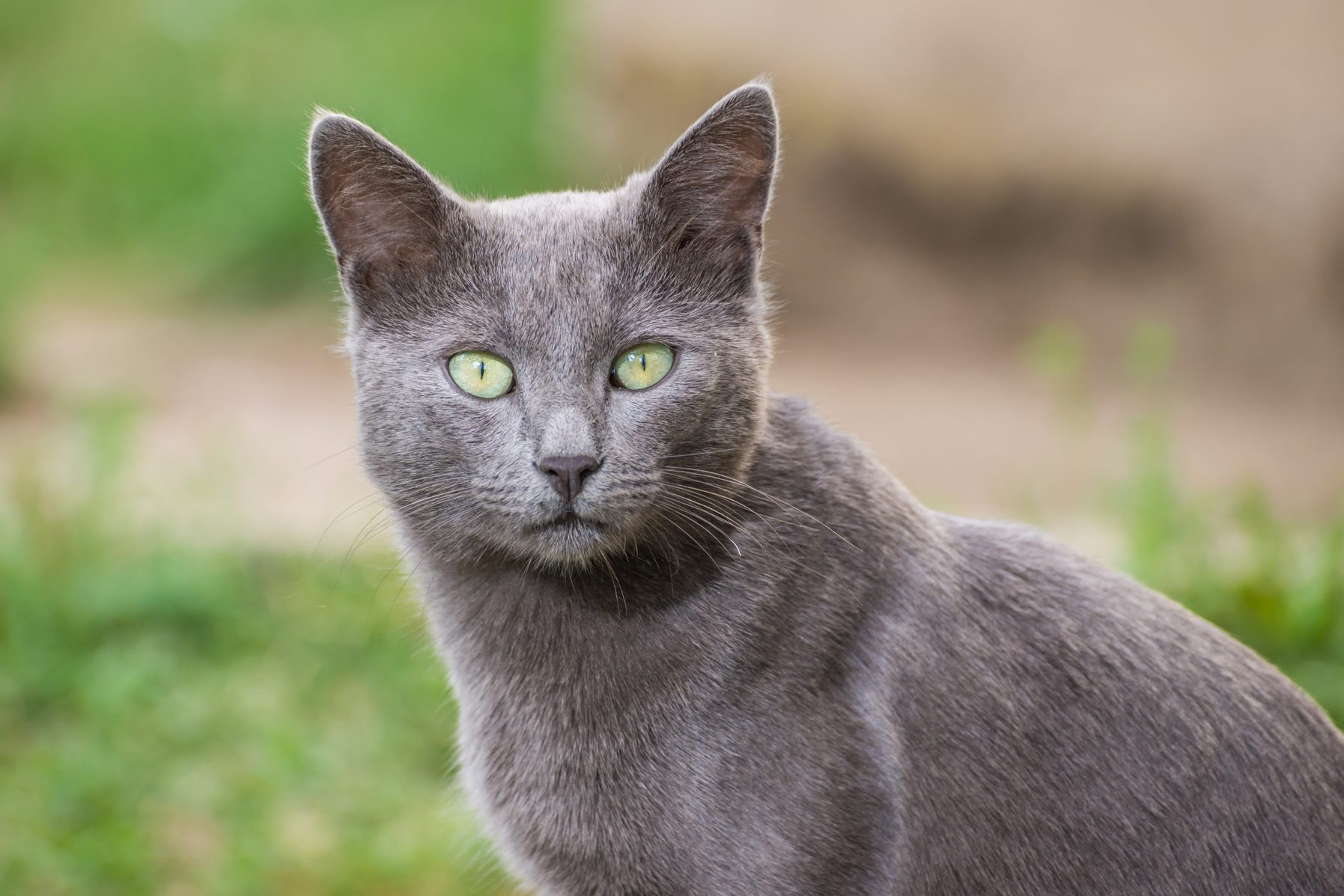 12 Gray and White Cat Breeds