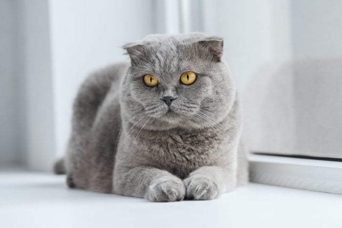 adorable scottish fold cat relaxing on windowsill at home and looking away