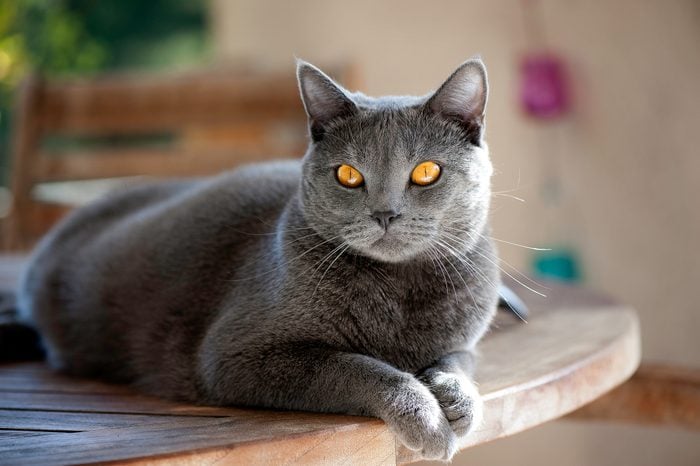 grey Chartreux cat on a table