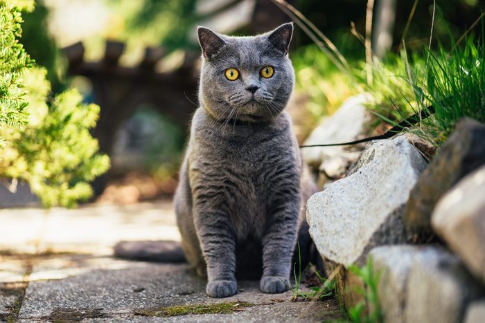 British Shorthair Cat in the Garden
