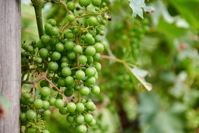 A close up of grapes on the vine in a vineyard in virginia