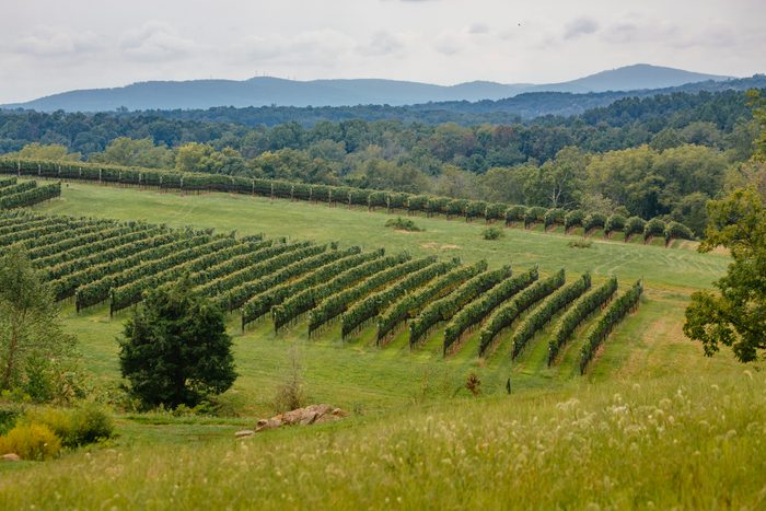 Vineyard scenes at Stone Tower Winery in Leesburg, Virginia