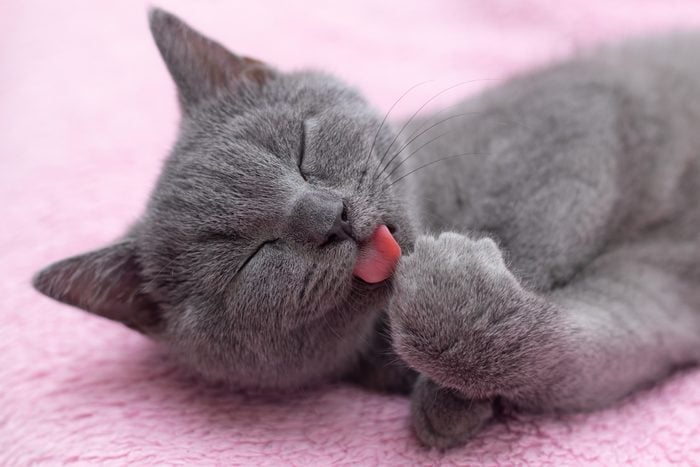 small grey kitty licking its paw