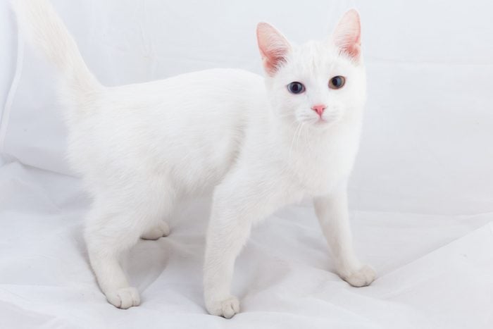 White cat with different color eyes (heterochromia). Turkish angora. Van kitten with blue and green eye lies on white bed