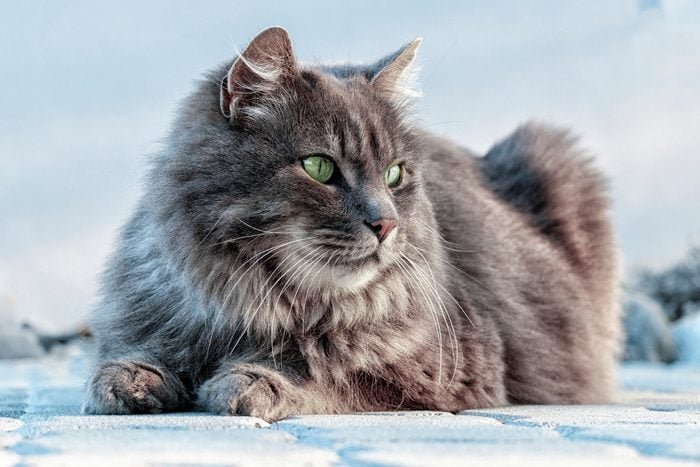Close-up of cat sitting on snow