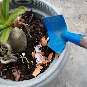 Eggshell as fertilizer, in a flower pot, with copy space.