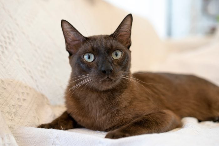 chocolate brown cat on a couch