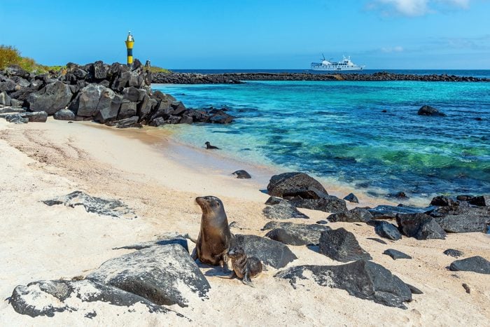 Galapagos Sea Lion, Espanola Island, Ecuador