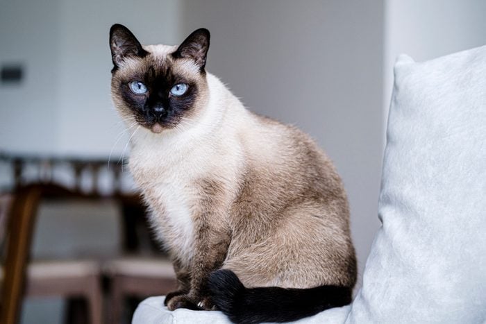 A Siamese ca sitting on a couch