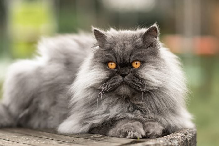grey Persian cat with orange eyes