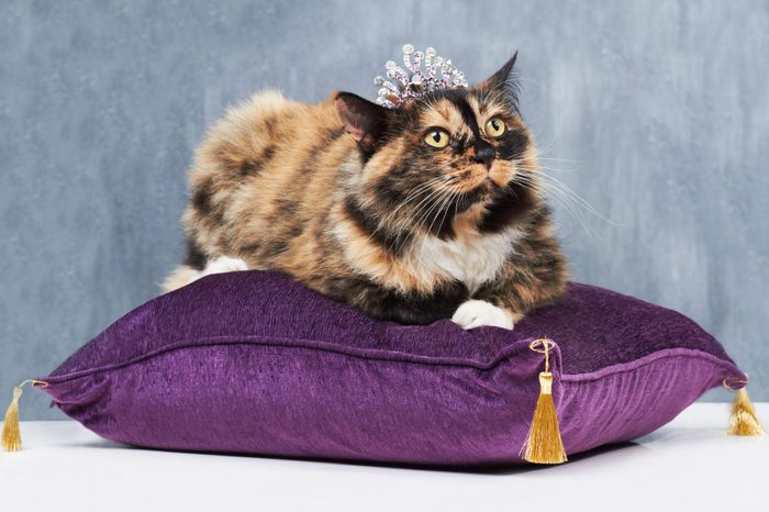 Pampered cat sitting on a velvet cushion and wearing a tiny tiara