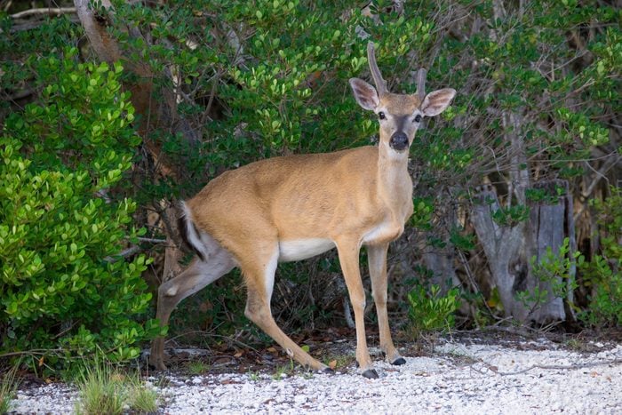 Endangered Key Deer Florida Keys