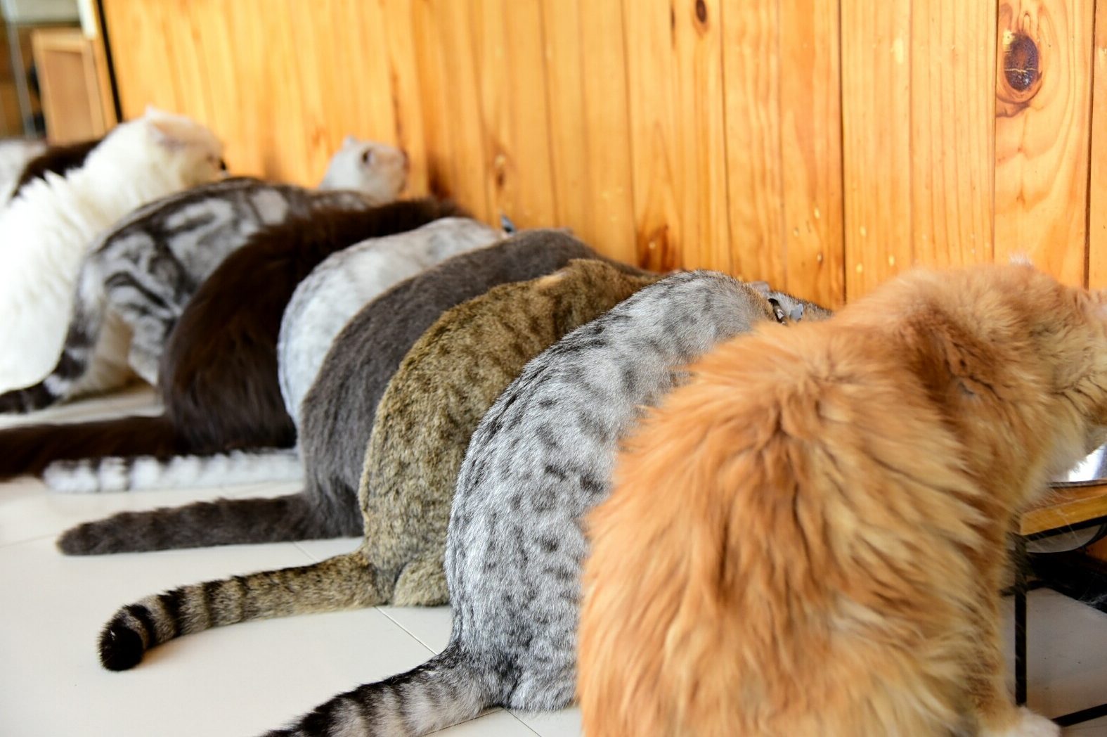 11 Rare Cat Colors And Patternsâ€”And How Cats Inherit These Traits