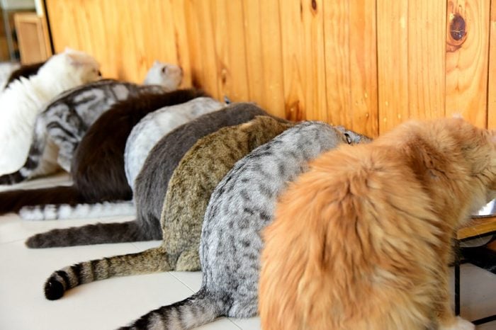 Close-Up Of Cats In A Row Eating