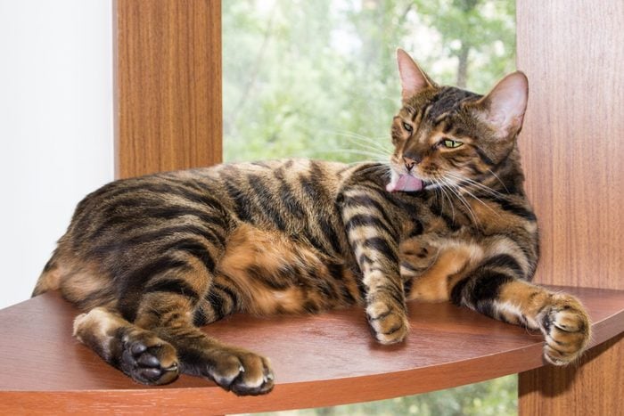 Golden cat breed toyger washes, lying on wooden shelf