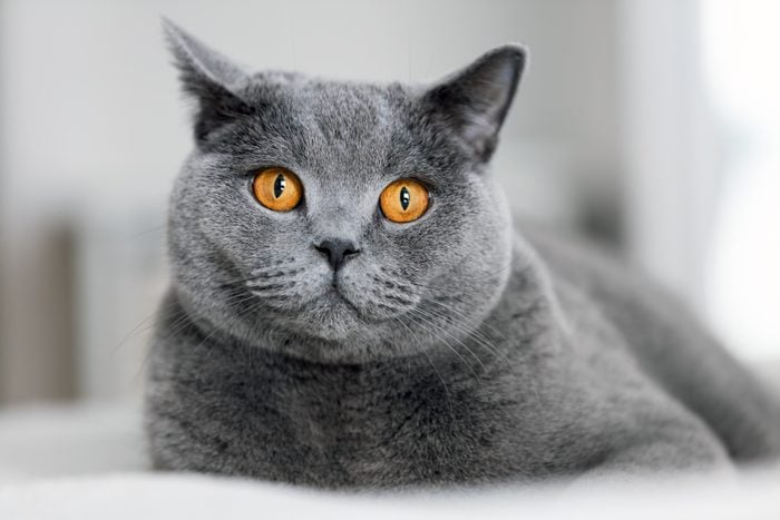 12 Adorable Gray Cat Breeds: Stats, Behaviors And More