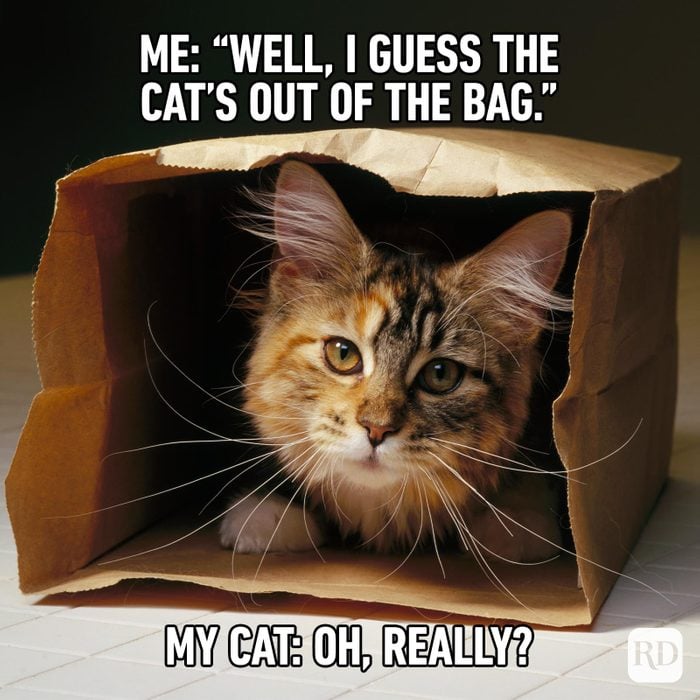 https://www.rd.com/wp-content/uploads/2023/04/Hilarious-Cat-Memes-1.jpg?fit=700%2C700?fit=700,700