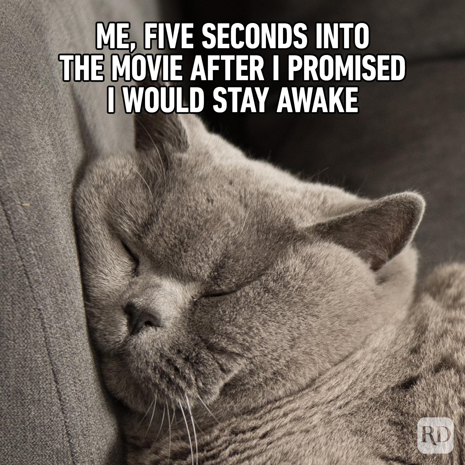 45 Funny & Relatable Cat Memes To Make Your Day Better - CatTime