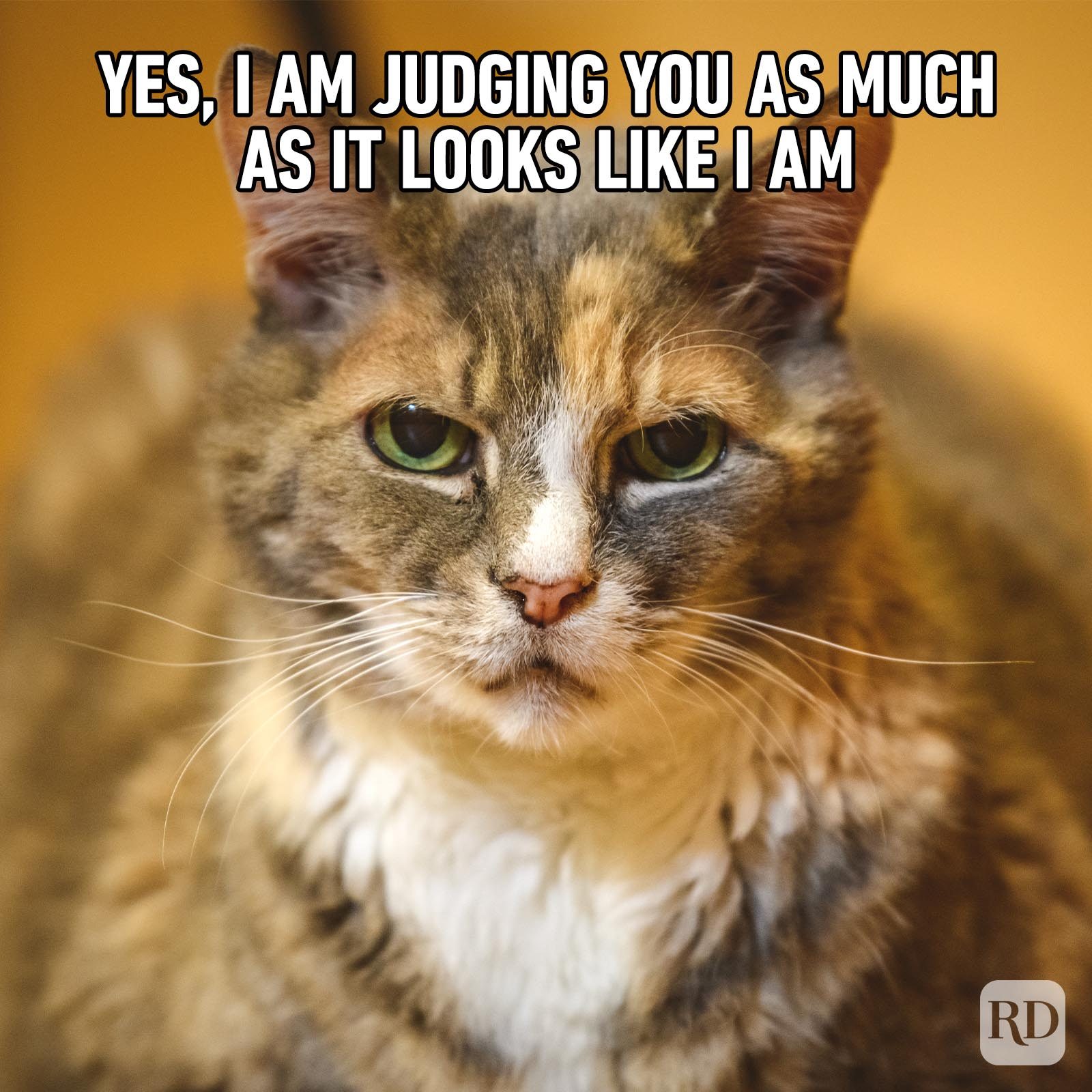 Hilarious-Cat-Memes-21.jpg